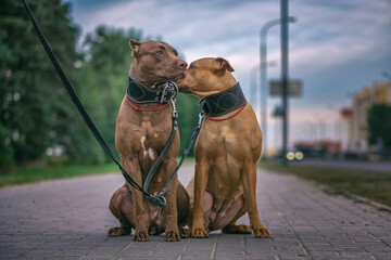 Portrait of two American Pit Bull Terriers on a city street.