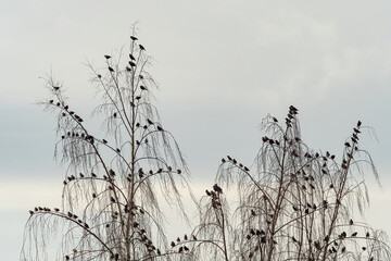 Wall Mural - a flock of starling birds resting on the thin branches of leafless trees in the park on an overcast day