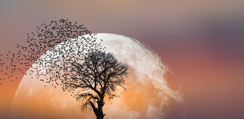 Aufkleber - Lone dead tree with silhouette of birds flying, full moon rising in the background 