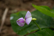 Purple Flower Of Cowpea Tree And Green Leaves In Garden.
