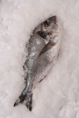 resh sea Bream on ice background
