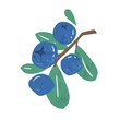 Hand drawn branch of ripe blueberries or bilberries with leaves vector flat illustration. Fresh vitamin blue berries isolated on white background. Seasonal edible plant, juicy fruit