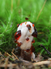 Hydnellum peckii, known as strawberries and cream, the bleeding Hydnellum and the bleeding tooth fungus,  wild mushrooms from Finland