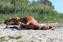 Two Sleeping Horses Lie On The Sand On A Warm Day