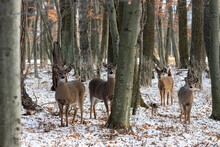 Small Herd White-tailed Deer In Wisconsin State Park In Winter