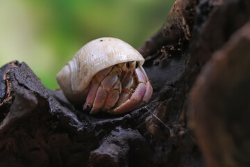 A hermit crab (Paguroidea sp) are walking slowly.