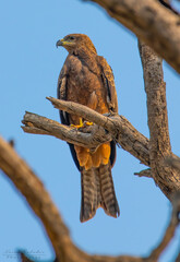 red tailed hawk