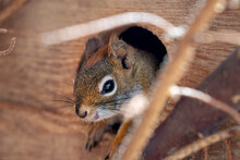 American Red Squirrel Tamiasciurus Hudsonicus Closeup Detail Only Her Head Out From Small Wooden House
