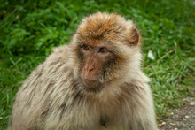 Close Up Of European Barbary Macaque Ape
