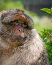 European Adult Barbary Macaque Close-up
