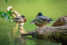 Three Ducks Resting On A Branch On A Lake