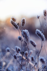 Wall Mural - natural winter background with shiny white crystals of frost snowflakes covered plants in the morning Park