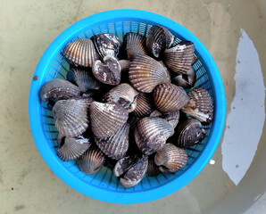 Scallops sold in the Thai market.