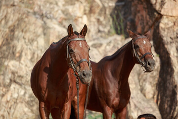 Naklejka na meble portrait of two polo horses