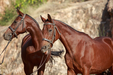 Wall Mural - portrait of two polo horses