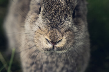 Grey hare or rabbit face close up