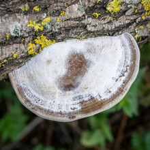 Bracket Fungus On Fallen Tree 3611
