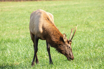 Elk Feeding Time In Smoky Mountains