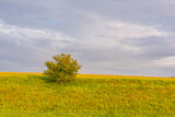 Fototapeta Na sufit - Green field with agriculture meadow and blue sky. Panoramic view to grass on the hill on sunny spring day