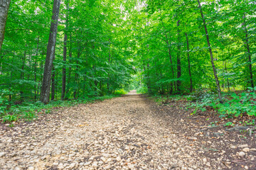 Path in the green beautiful quiet forest. Green leaves no people wonderful to enjoy nature