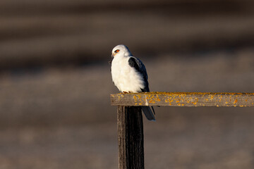 Canvas Print - Close-up of a white-tailed perched, seen in North California 