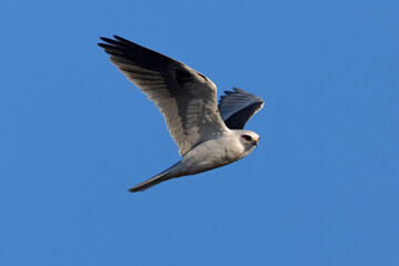 Canvas Print - Close-up of a white-tailed kite flying in the wild, seen in beautiful light in North California 