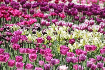 Nature photography - field of tulips