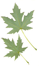 Two Maple Isolated Leaves On White Background