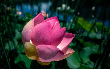 Wall Mural - pink water lily