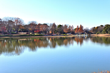 Canvas Print - 	公園の池に映り込む晩秋の木々