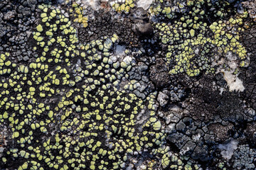 Wall Mural - Natural texture of a stone covered with lichen. Lichenes patterns on a rock surface. Natural background. Closeup top view. The nature of the Arctic. Polar region.