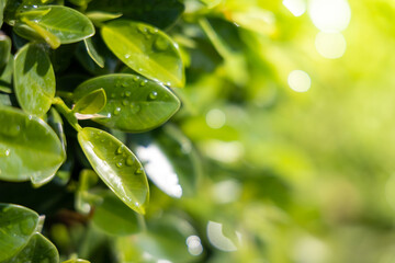 Close Up green leaf under sunlight in the garden. Natural background with copy space.