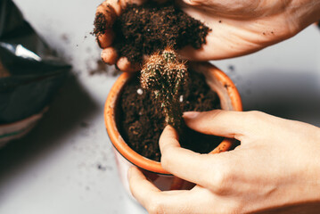 From above unrecognizable person with dirty hands planting small cactus into fertile soil in pot