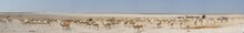 Large Group Of African Safari Animals At Waterhole, Etosha, Namibia (panoramic View, Antelopes, Springbok, Gemsbok, Giraffe, Ostrich)