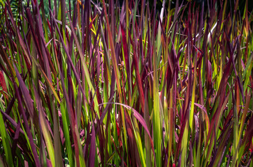 Wall Mural - close up of a grass