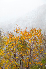 otoño en el bosque atlántico, monasterio de hermo, asturias