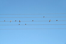 Swallows Sit On Wires Like Music Notes
