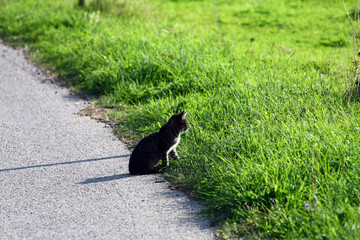 Wall Mural - Little kitten in nature