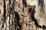 Fototapeta Lawenda - Butterfly on the tree
