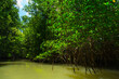 Mangrove, Puerto Jiménez, Golfo Dulce, Osa Peninsula, Costa Rica, Central America, America