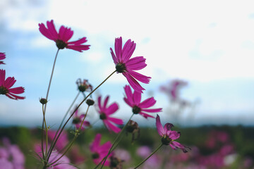 cosmos flower in flora meadow field