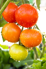 Tomato plantation with many of raw and ripe tomatoes hanging on the plant