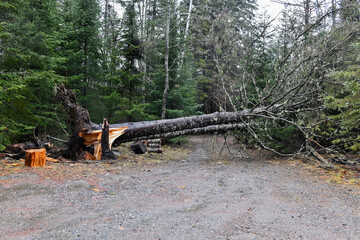 Wall Mural - Large fallen trees blown down from recent wind storm