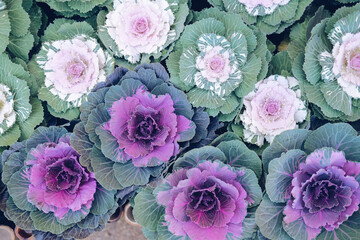 Wall Mural - ornamental cabbages decorating in garden. decorative cabbage plant