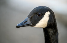 Close Up Of The Head Of A Canada Goose In Kelsey Park, Beckenham, Greater London. There Are Many Canada Geese In Kelsey Park, Beckenham, Kent. Canada Goose (Branta Canadensis), UK.