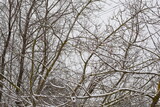 Fototapeta Na sufit - snow covered trees