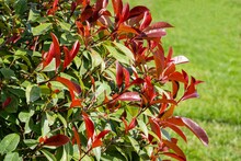 Beautiful Red And Green Leaves Of Photinia Fraseri 'Red Robin' Bush On Blurred Background Of Green Grass. Selective Focus. Close-up. Landscape Park In Center Of Sochi In Late Autumn..
