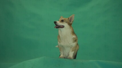 Wall Mural - dog peeking on a green screen