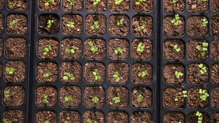 Poster - Young plants growing in nursery tray in the garden