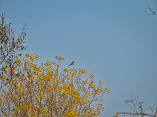 Hawk Soaring Above Trees: Red-tailed hawk bird of prey soars above a brightly colored fall tree on an autumn day with a bright blue sky